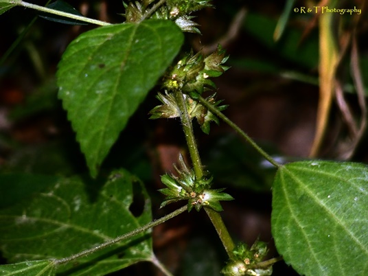 {Acalypha rhomboidea}